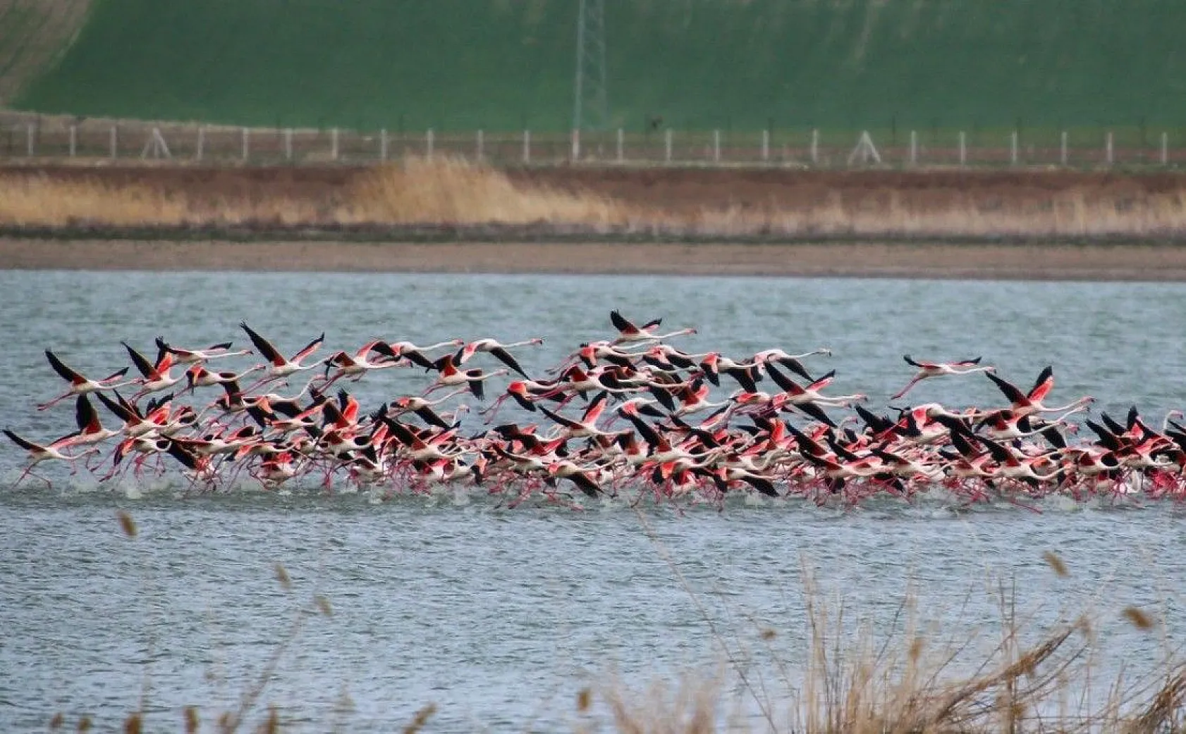 Flamingolar Başkent göletlerindeki yerlerini aldı