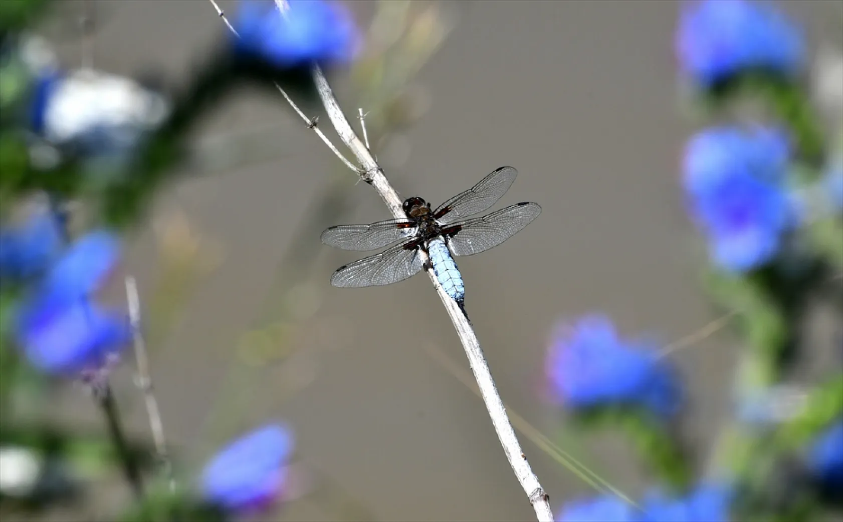 Yusufçuk böcekleri doğaya renk kattı