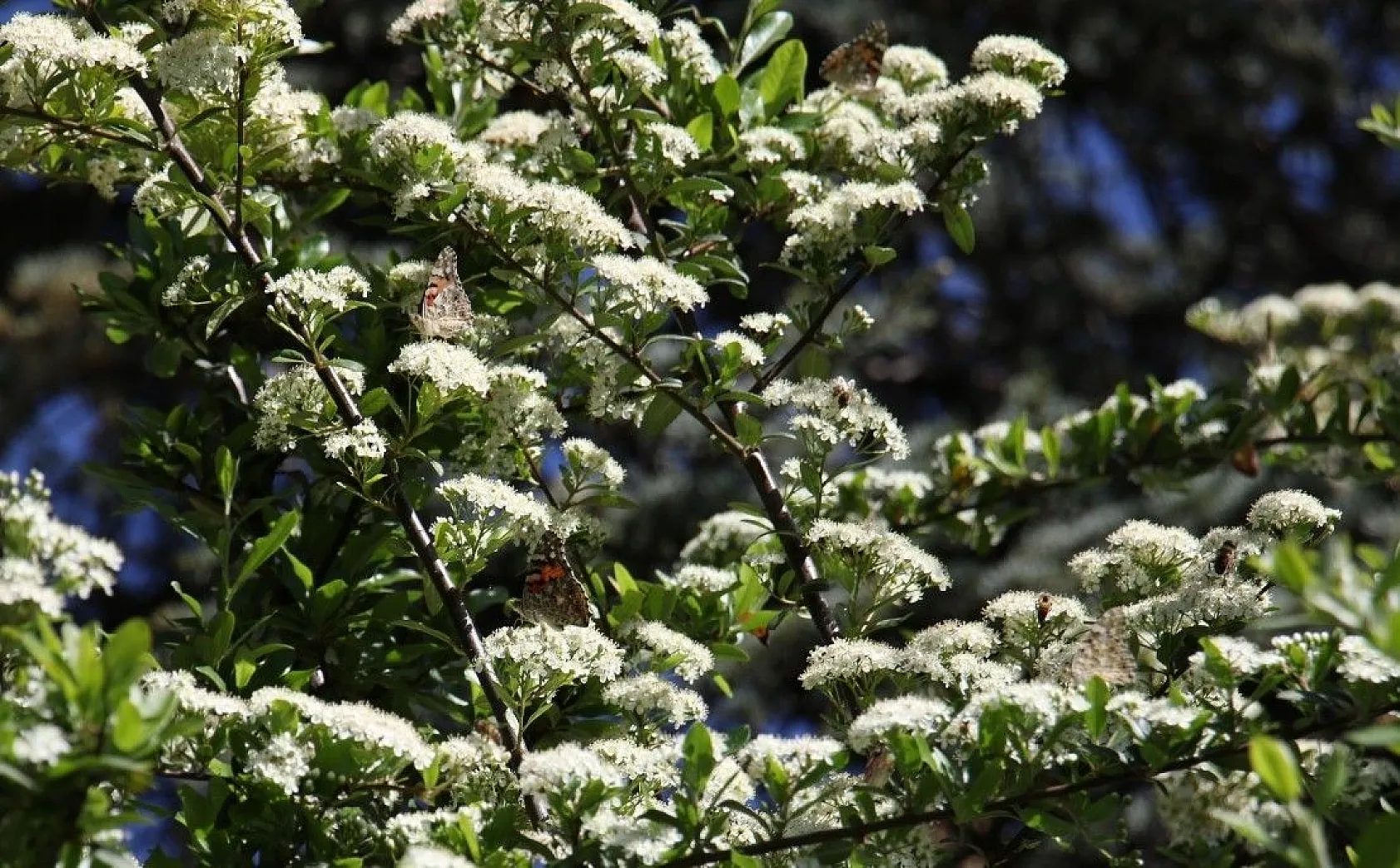 Elazığ'da göç eden kelebeklerden görsel şölen