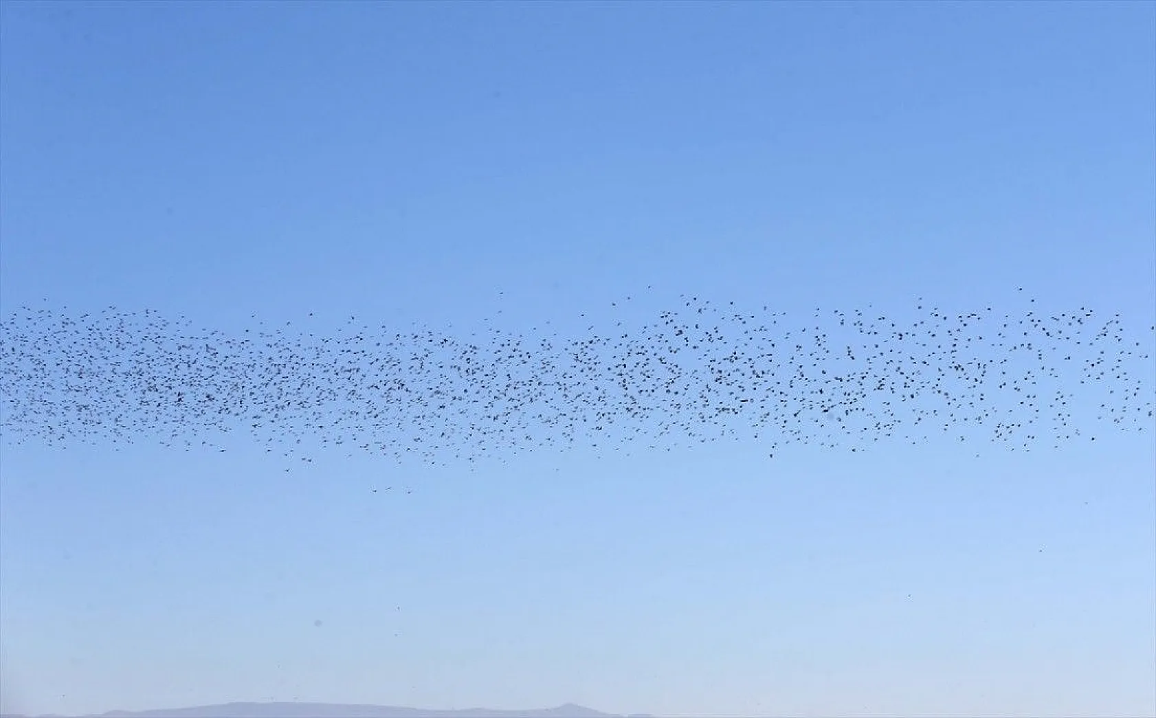 Muş Ovası'ndaki binlerce kuşun göçü kayıt altına alındı