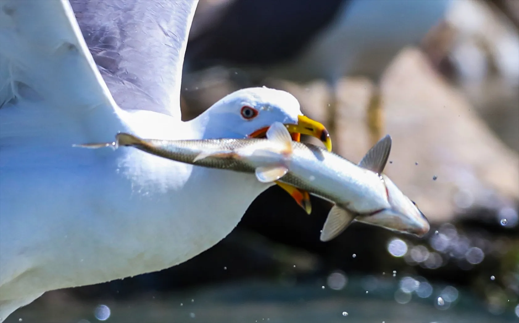 Martıların göç yolculuğundaki inci kefallerini avlama mücadelesi