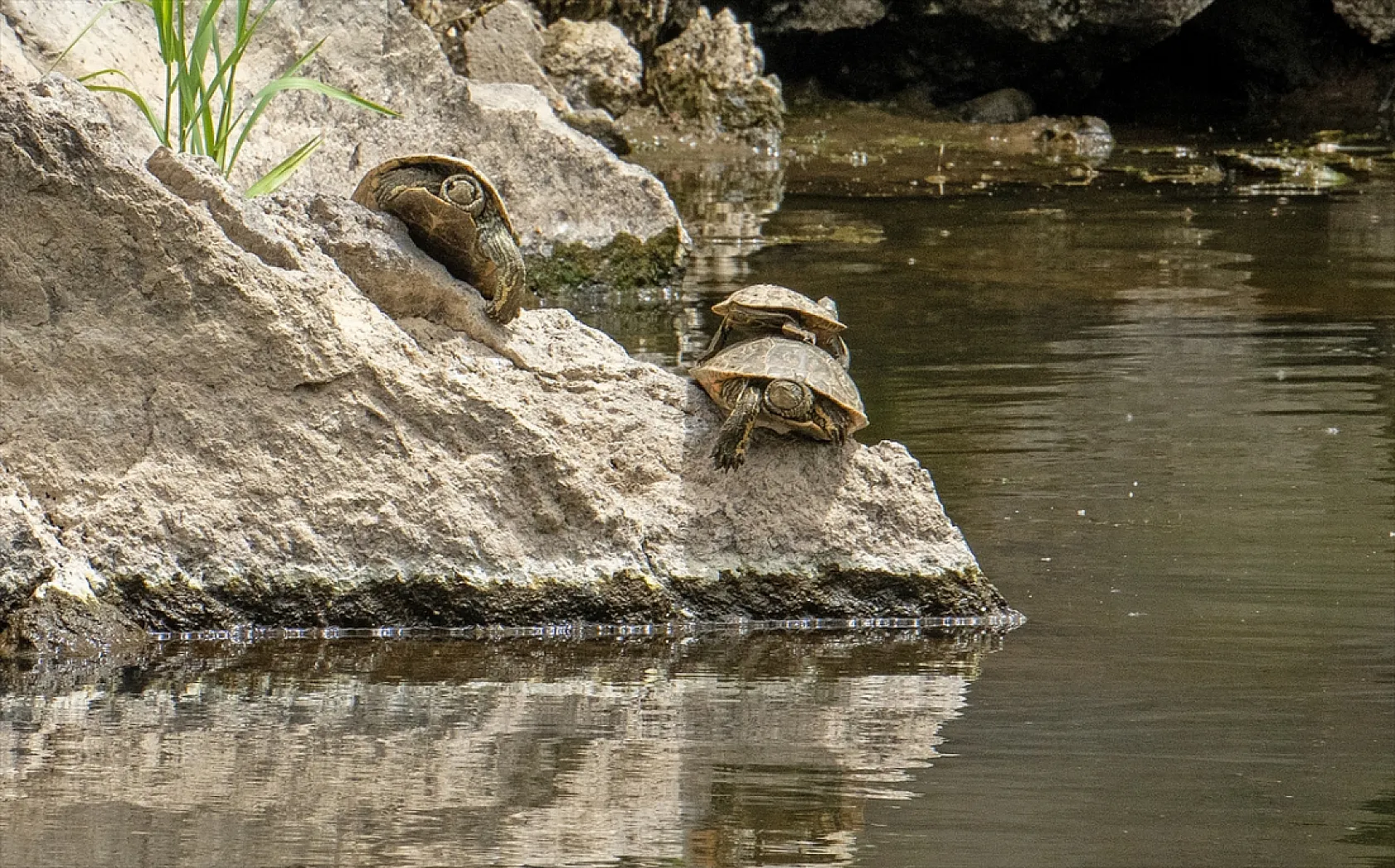 İnci kefalleri en zor göç dönemlerinden birini yaşıyor