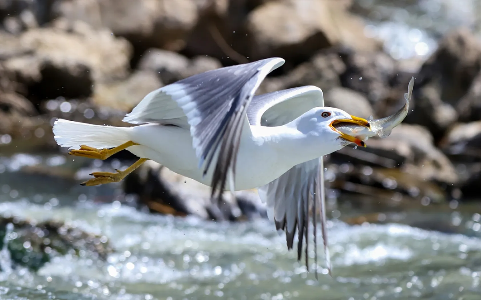 Martıların göç yolculuğundaki inci kefallerini avlama mücadelesi