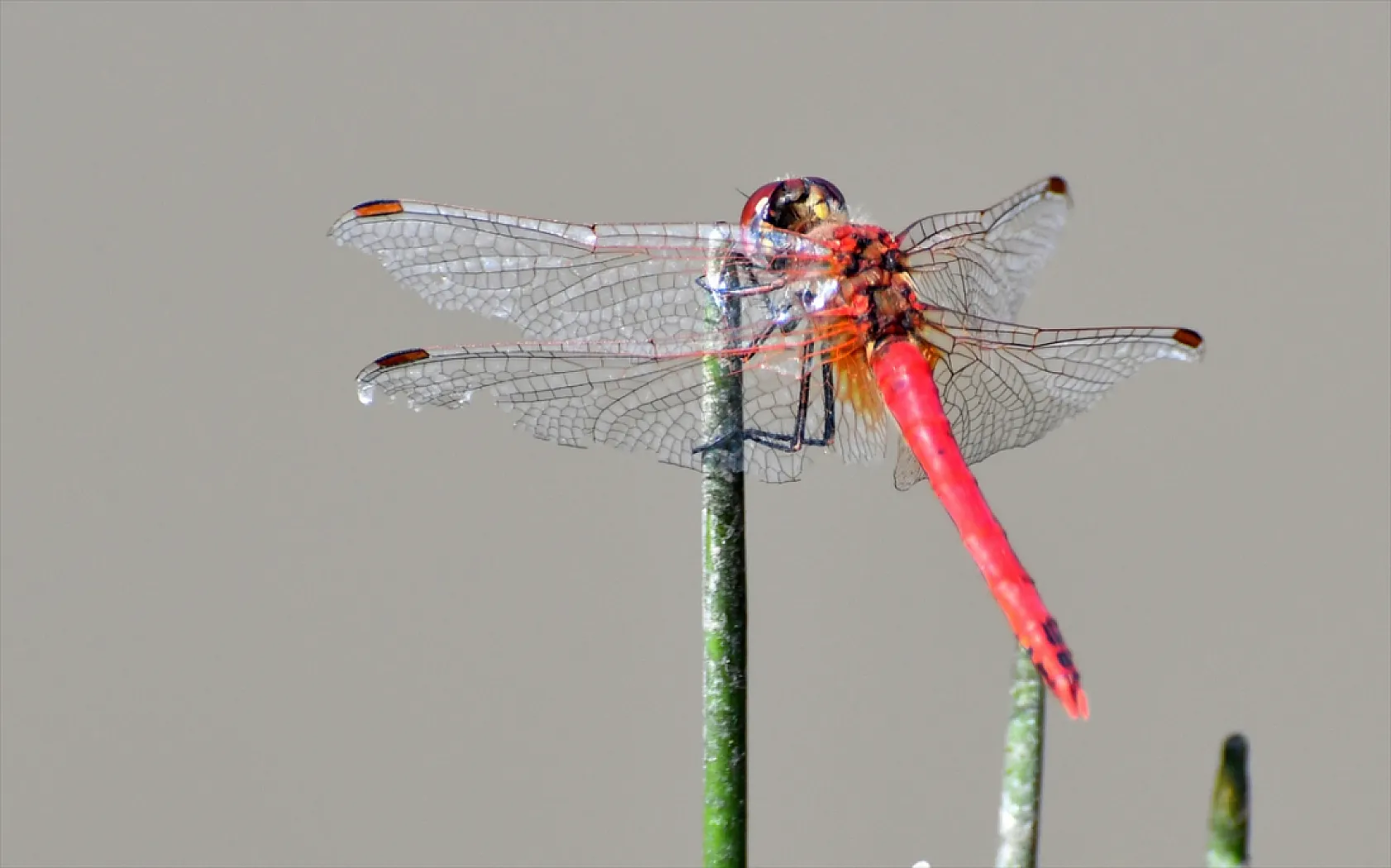 Yusufçuk böcekleri doğaya renk kattı