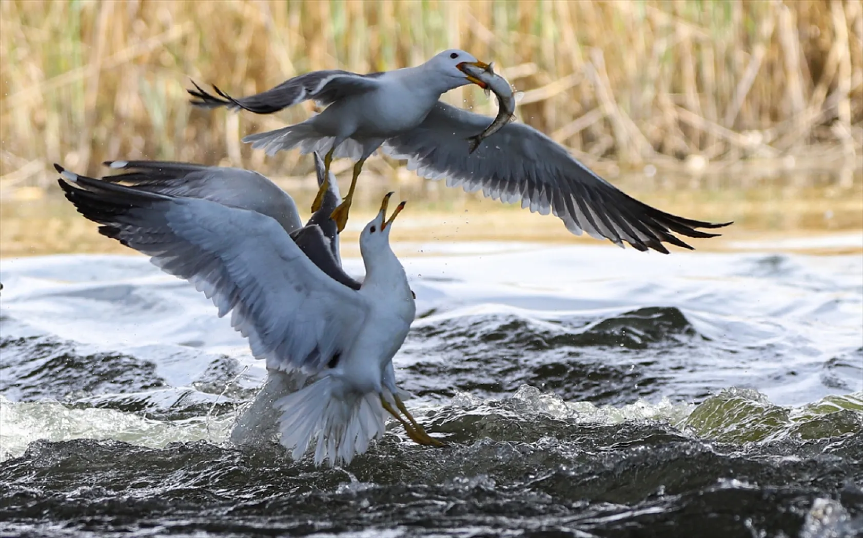 Martıların göç yolculuğundaki inci kefallerini avlama mücadelesi