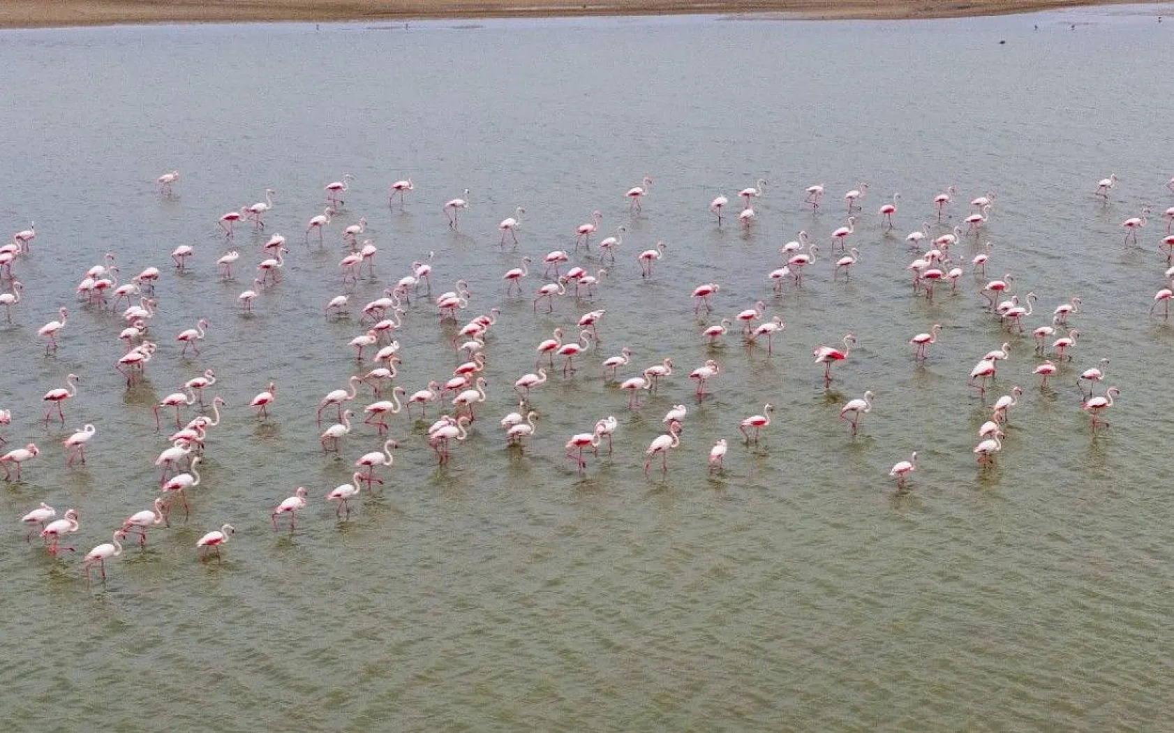 Flamingolar Başkent göletlerindeki yerlerini aldı