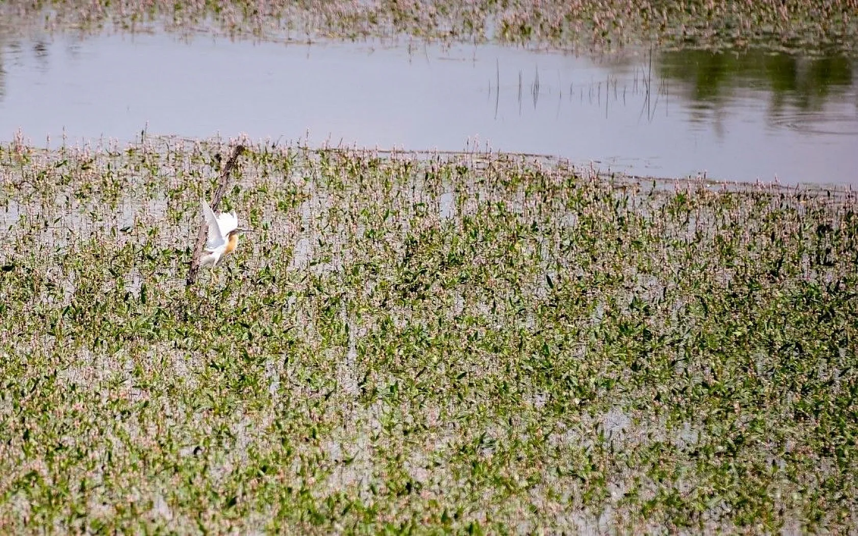 Nallıhan Kuş Cenneti'nde görsel şölen