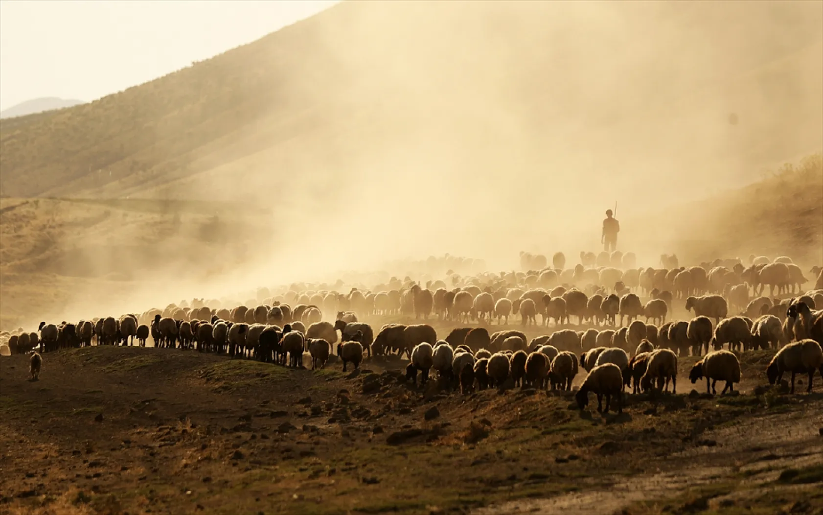 Hayvan sürüleri Nemrut Dağı eteklerinde besleniyor