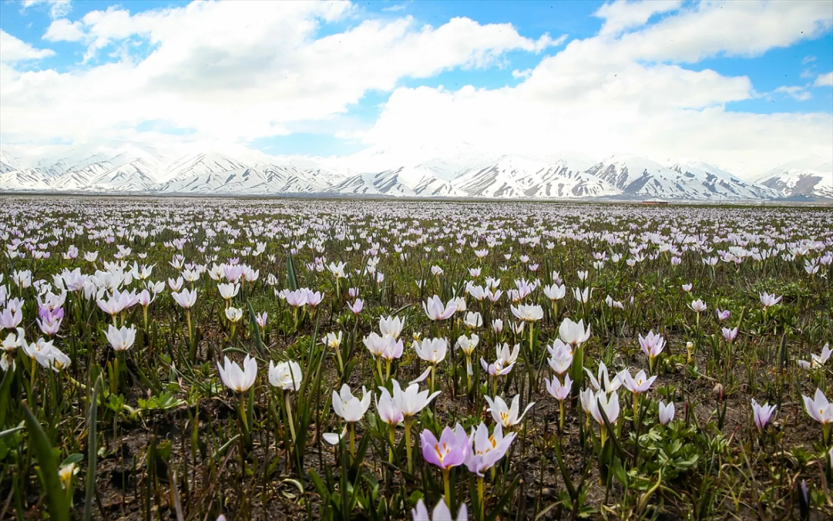 Yüksekova'da çiçek açan çiğdemler doğaya renk kattı