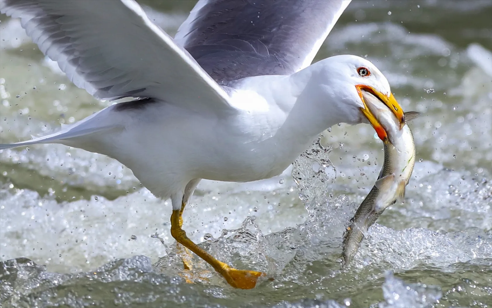 Martıların göç yolculuğundaki inci kefallerini avlama mücadelesi