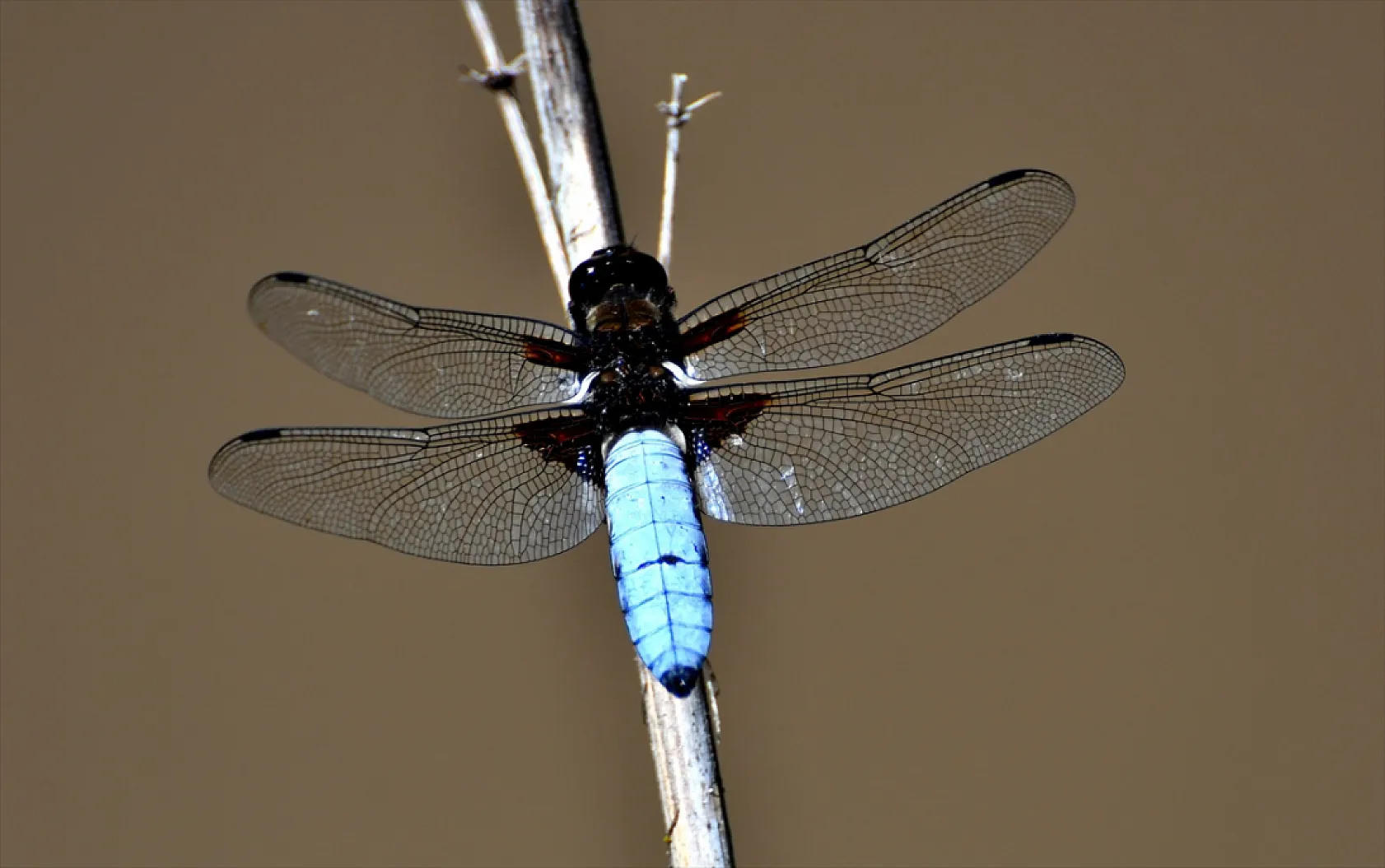 Yusufçuk böcekleri doğaya renk kattı