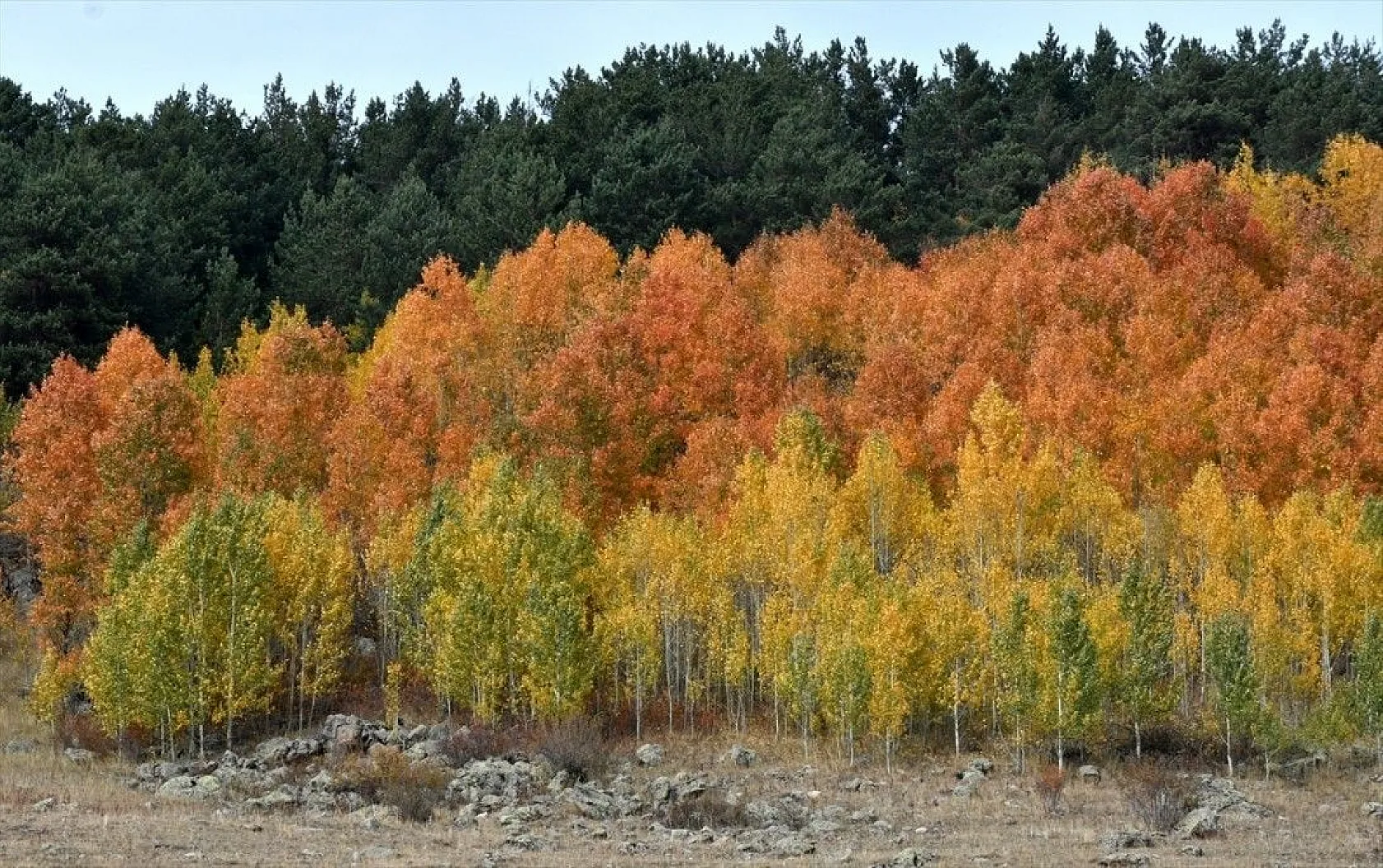Sarıkamış'ta sonbahar güzelliği