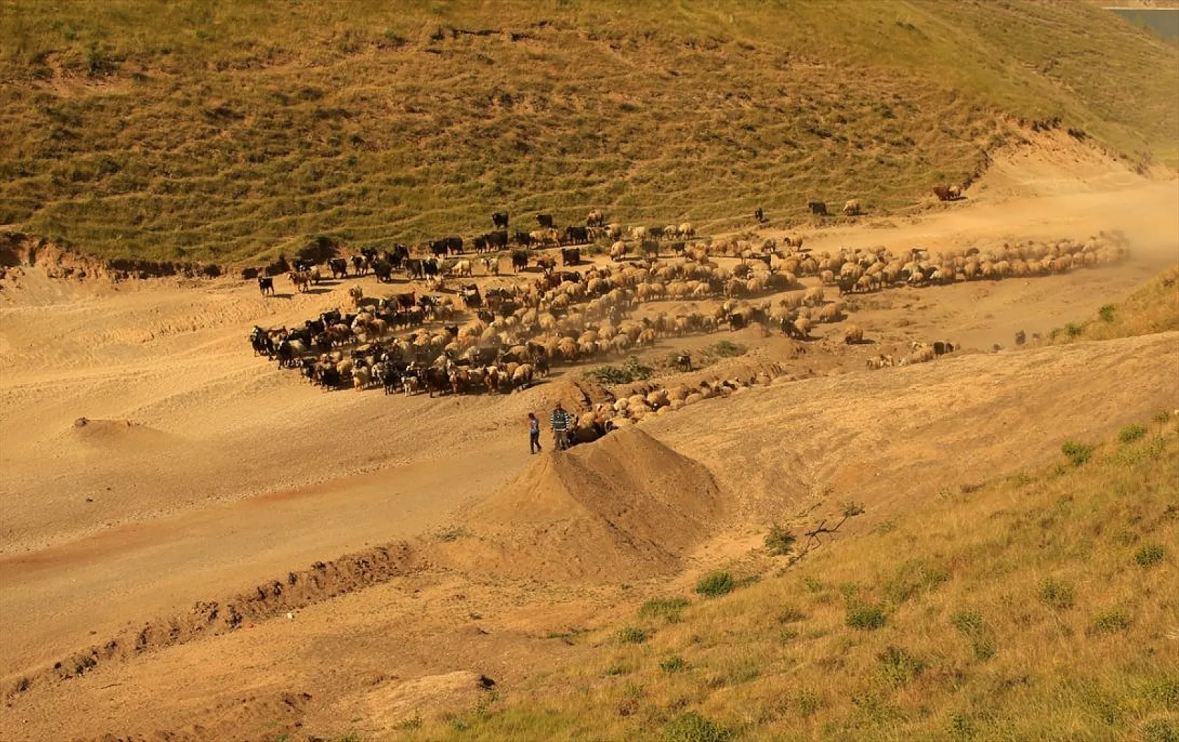 Sürülerin tozlu yolculuğu