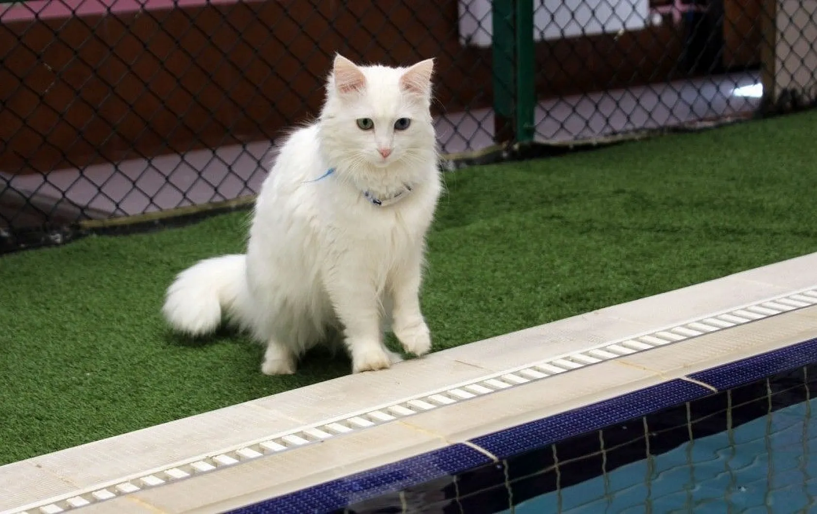 Van kedilerine renkli kardeş