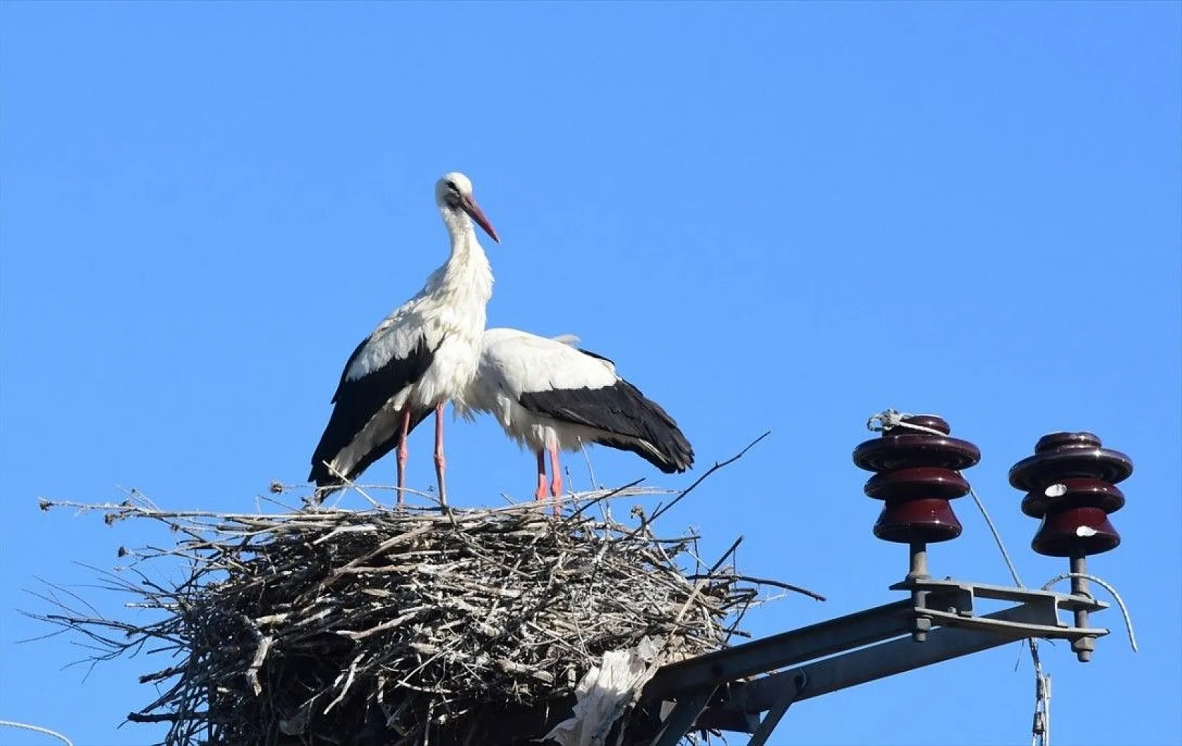 Muş Ovası kuş türlerine ev sahipliği yapıyor