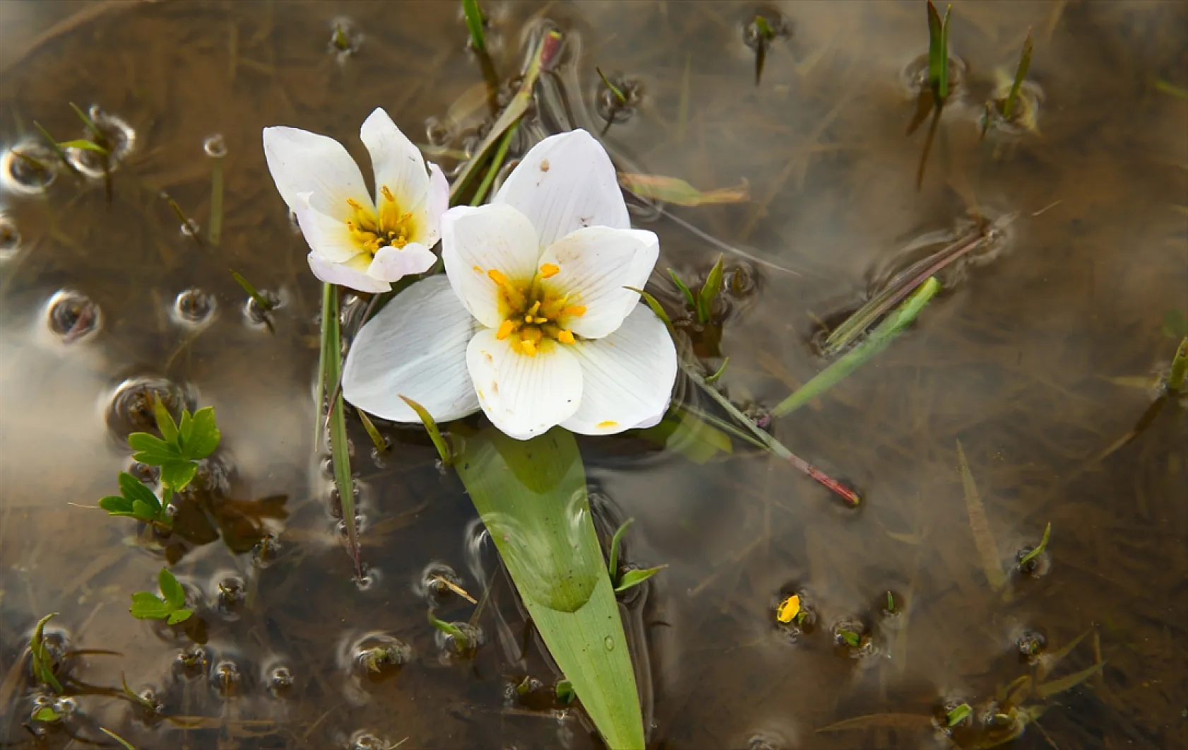 Yüksekova'da çiçek açan çiğdemler doğaya renk kattı