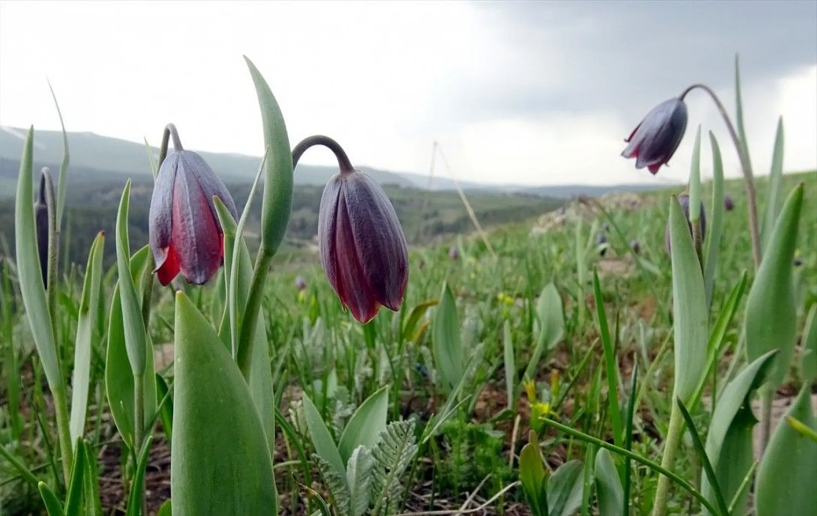 Lalelerden 'Şehitler Diyarı'nda görsel şölen