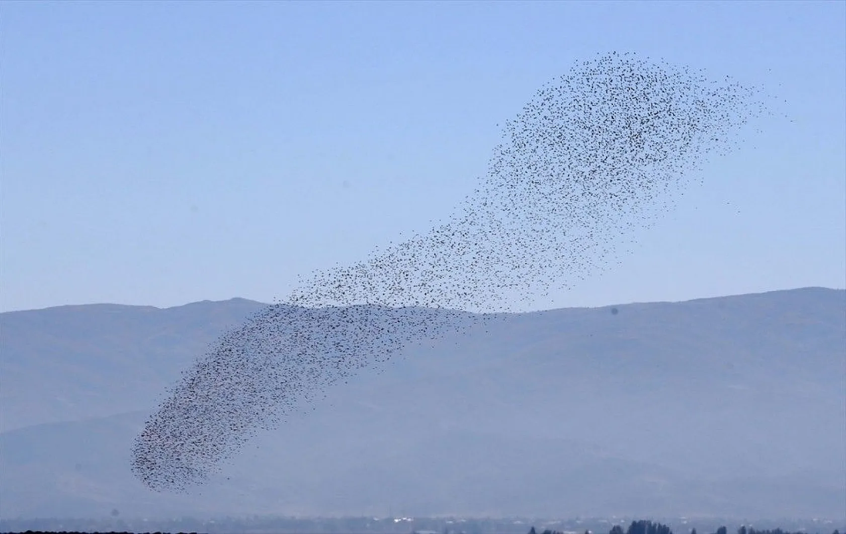 Muş Ovası'ndaki binlerce kuşun göçü kayıt altına alındı