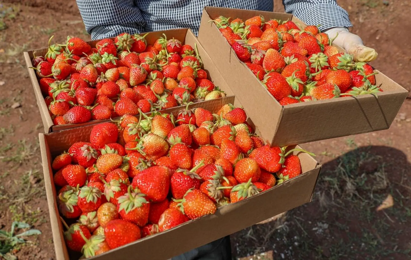Osmanlı çileği tezgaha inmeden satılıyor
