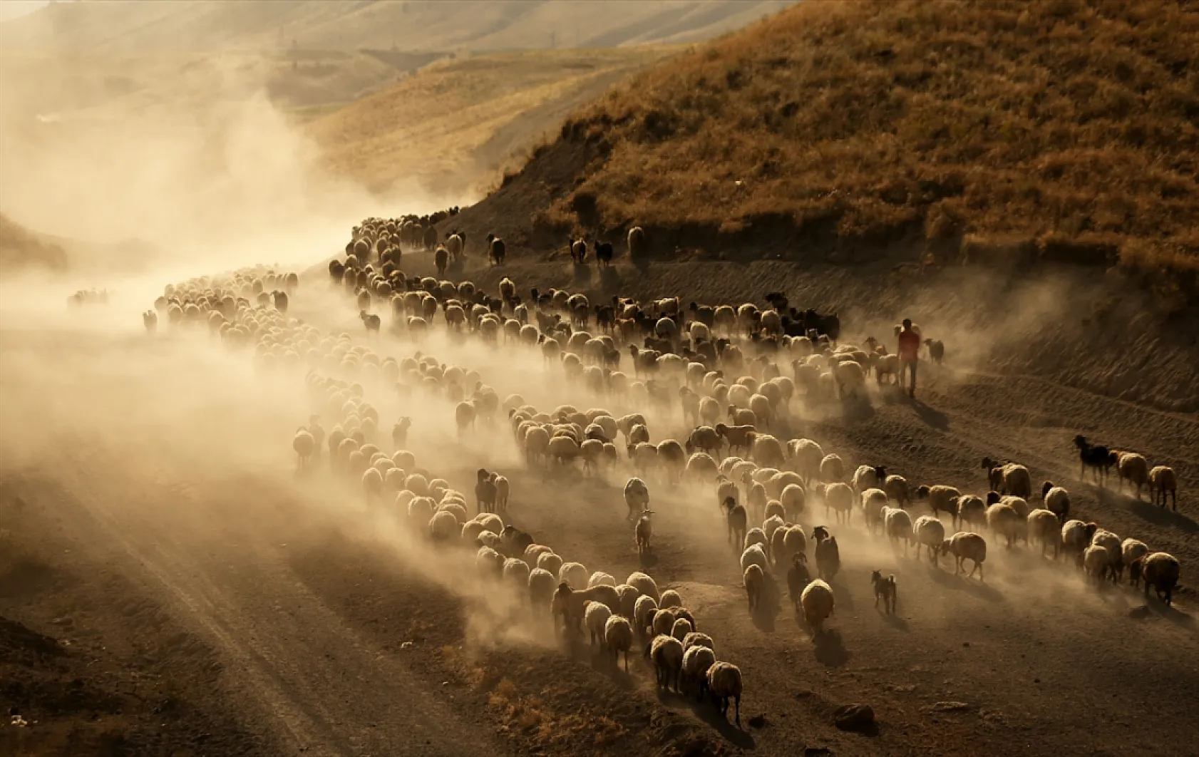 Hayvan sürüleri Nemrut Dağı eteklerinde besleniyor