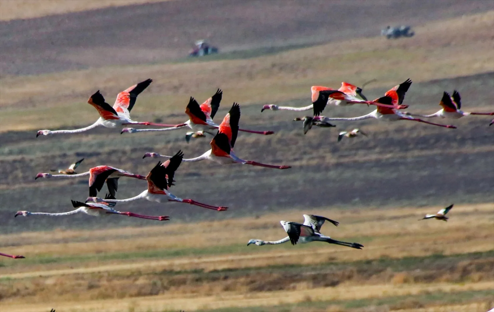 Erçek Gölü flamingoları ağırlıyor