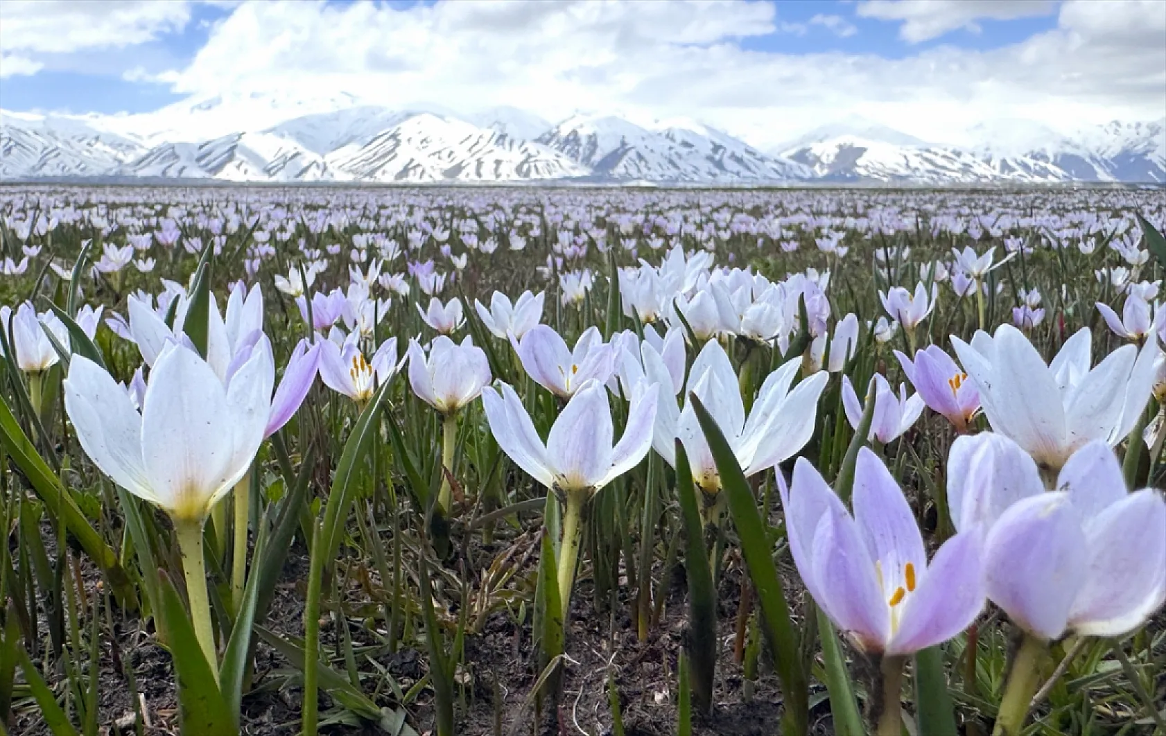 Yüksekova'da çiçek açan çiğdemler doğaya renk kattı