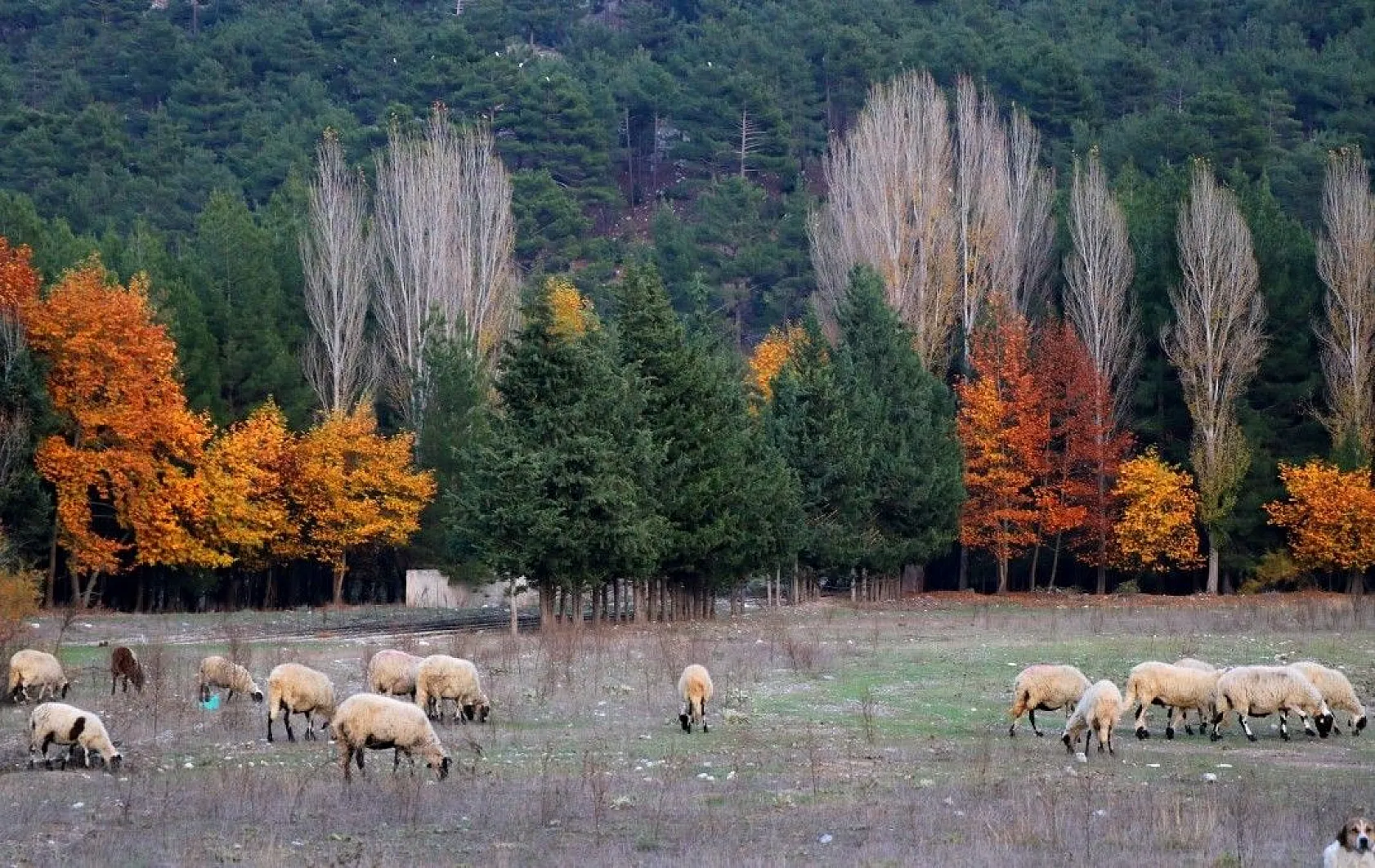 Belemedik, sonbaharda renk cümbüşüne büründü