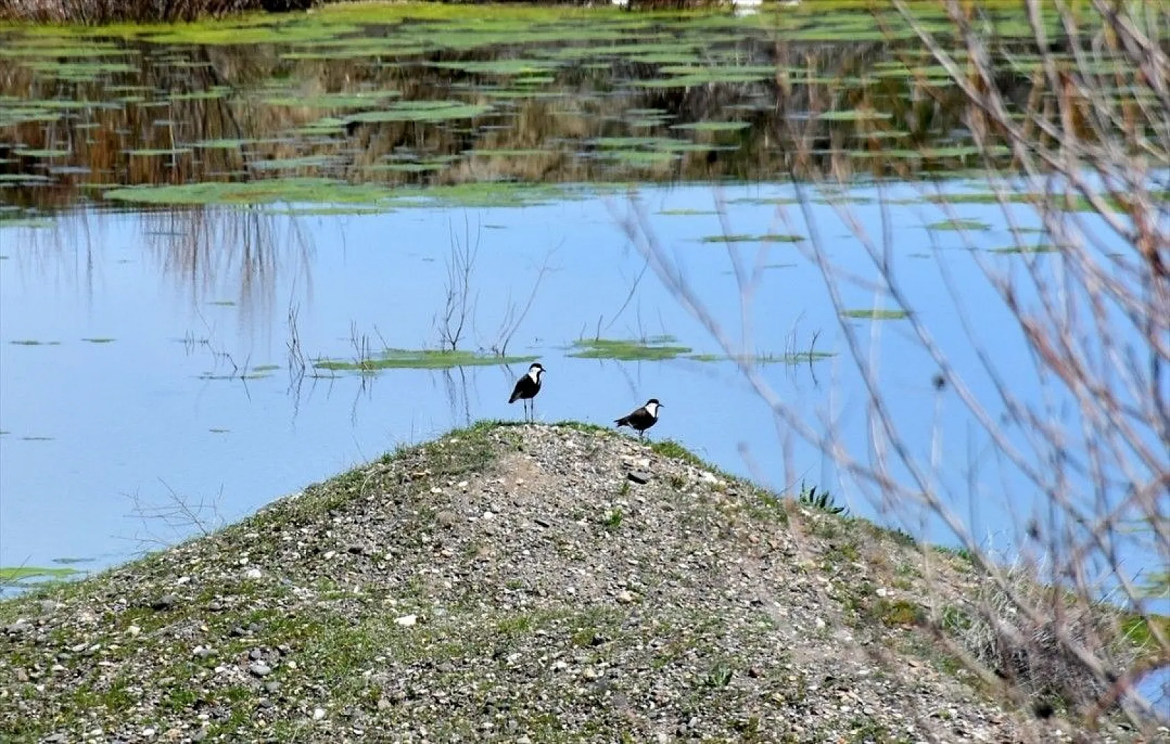 Muş Ovası kuş türlerine ev sahipliği yapıyor