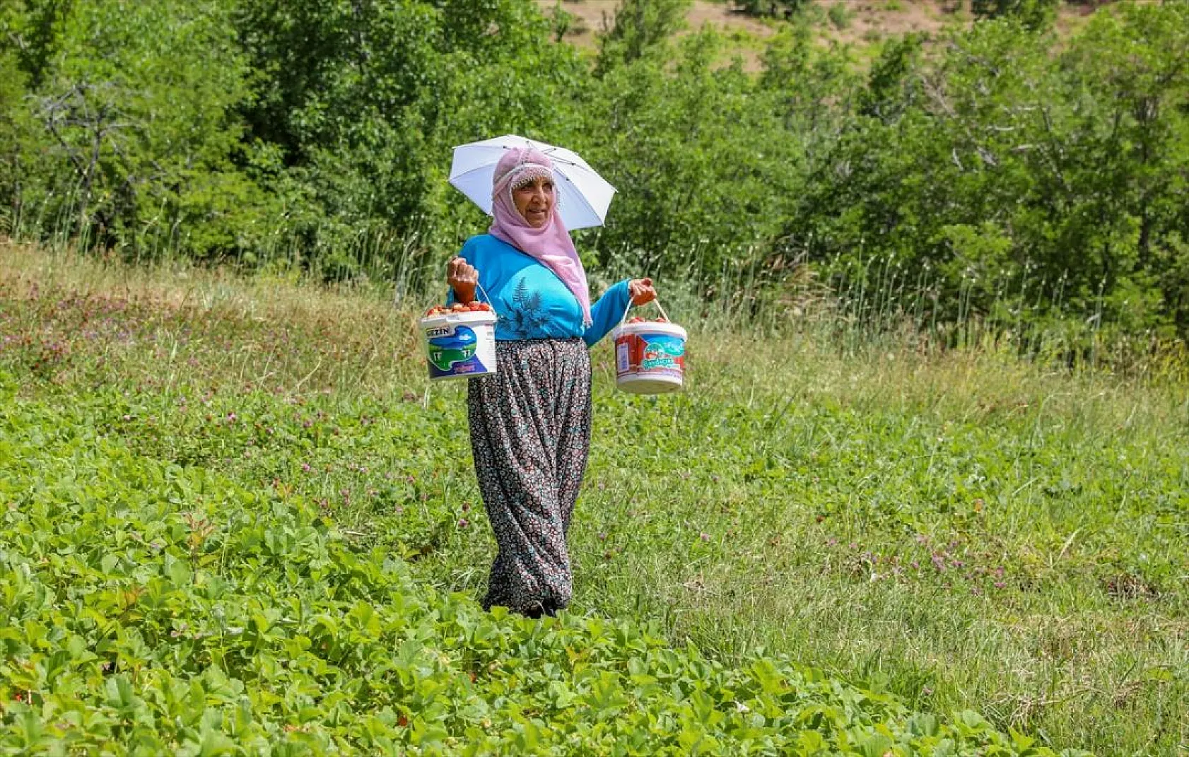 Osmanlı çileği tezgaha inmeden satılıyor