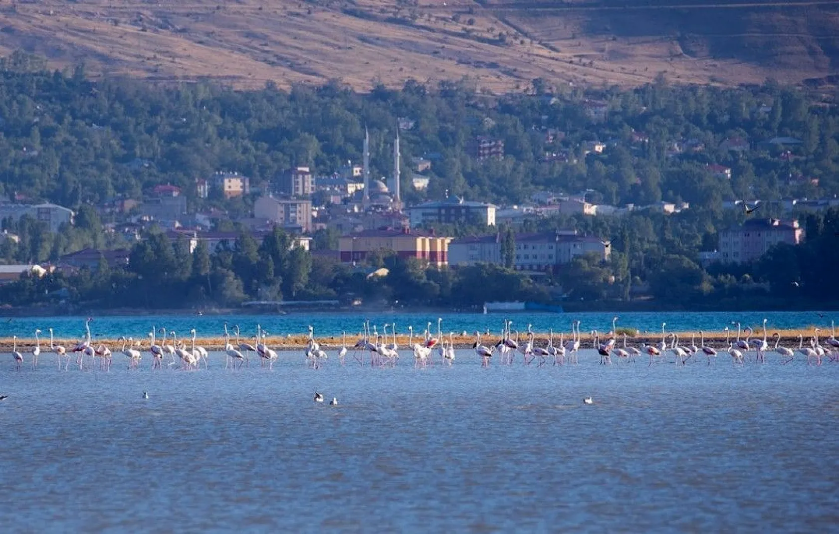 Flamingoların eşsiz dansı