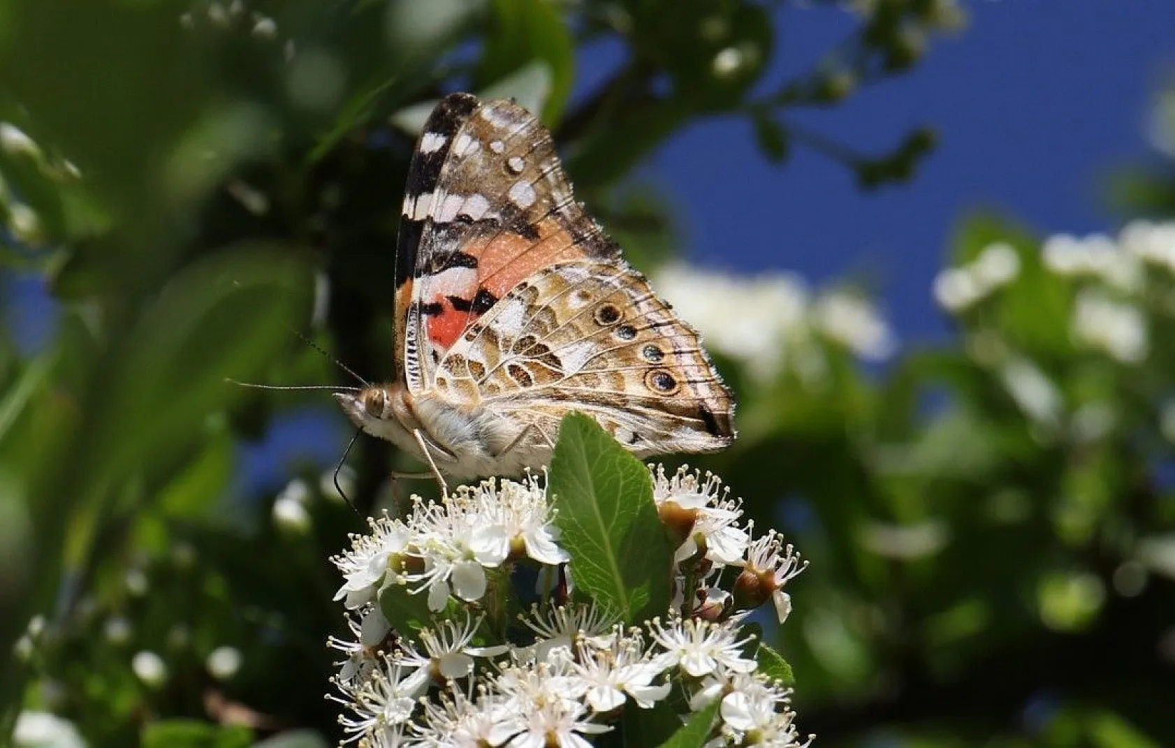 Elazığ'da göç eden kelebeklerden görsel şölen