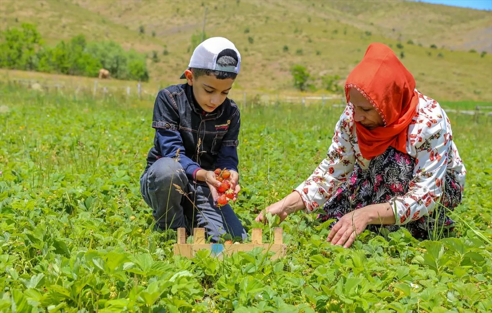Osmanlı çileği tezgaha inmeden satılıyor