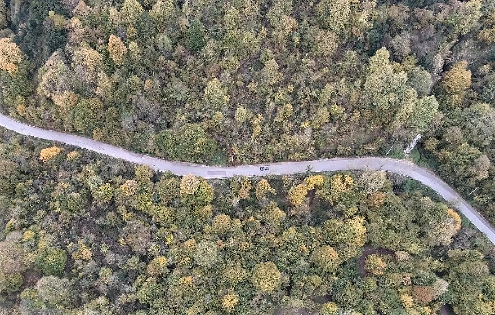 Kocaeli ormanlarında renk cümbüşü
