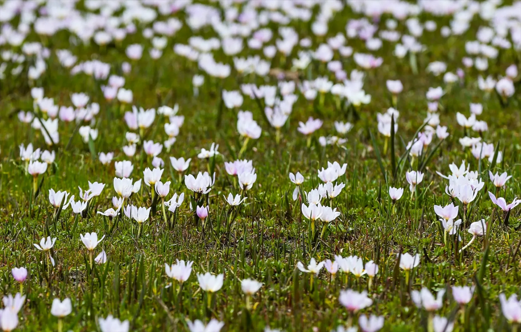 Yüksekova'da çiçek açan çiğdemler doğaya renk kattı