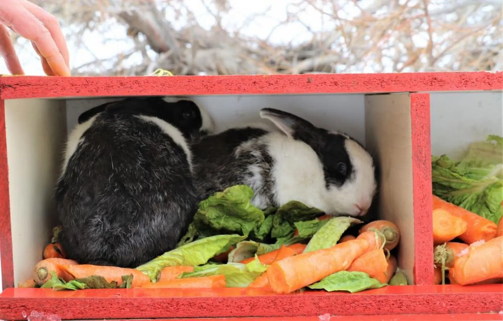 Jandarma, Tavşan Adası'nın uzun kulaklı sakinlerini unutmadı
