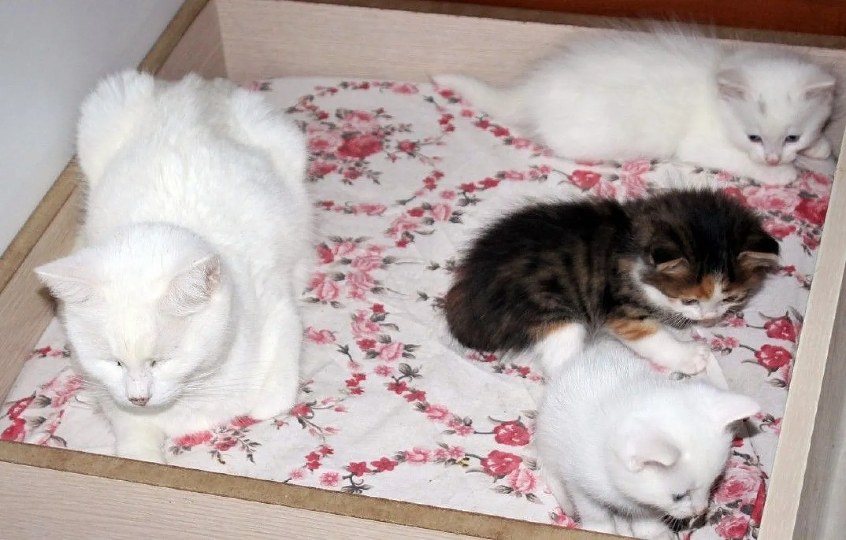 Van kedilerine renkli kardeş