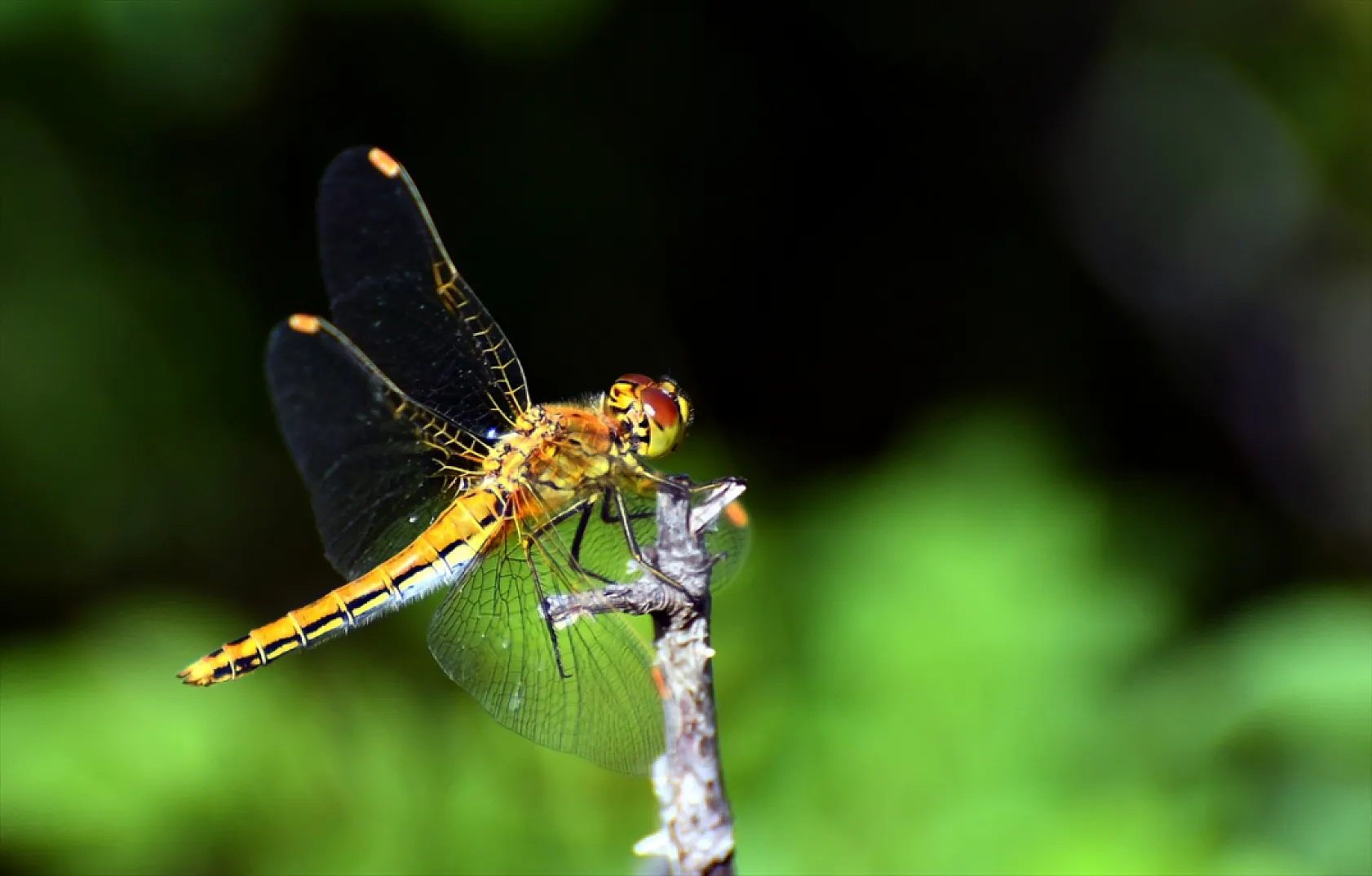 Yusufçuk böcekleri doğaya renk kattı