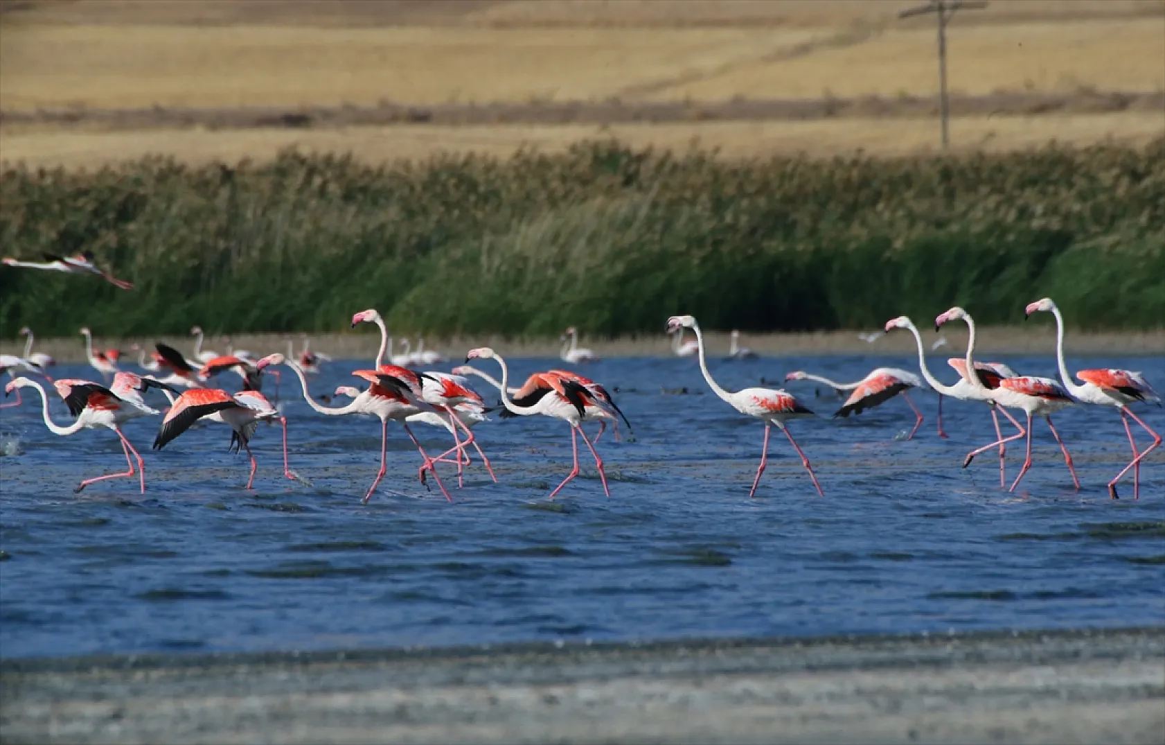 Erçek Gölü flamingoları ağırlıyor