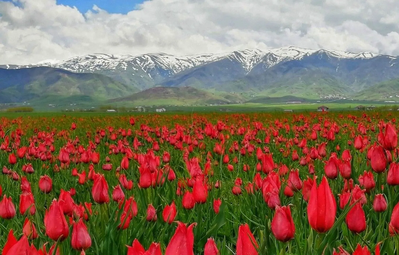 Muş lalelerinin eşsiz manzarası...