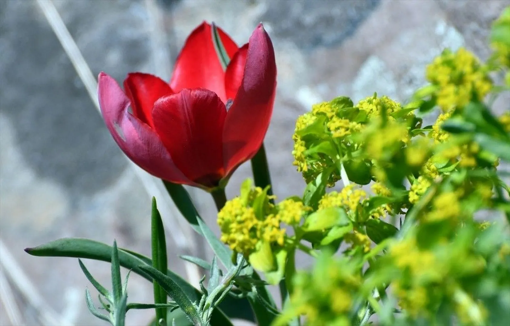 Lalelerden 'Şehitler Diyarı'nda görsel şölen