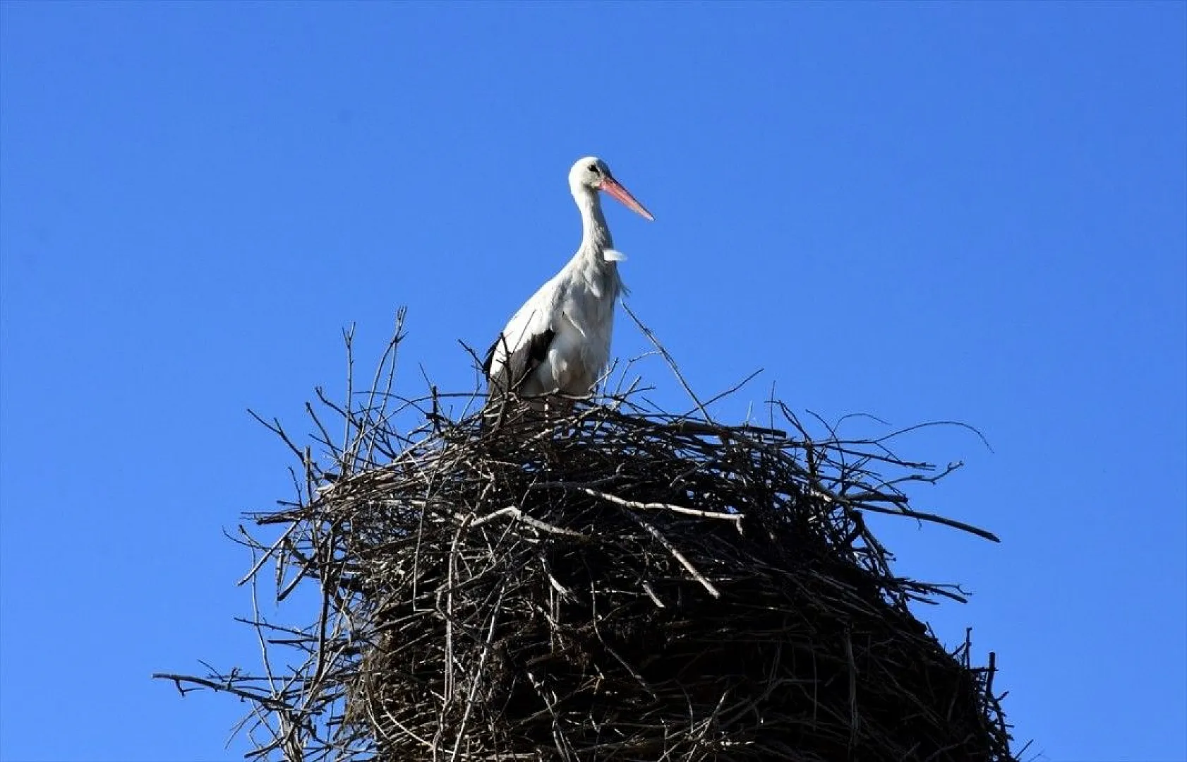 Muş Ovası kuş türlerine ev sahipliği yapıyor
