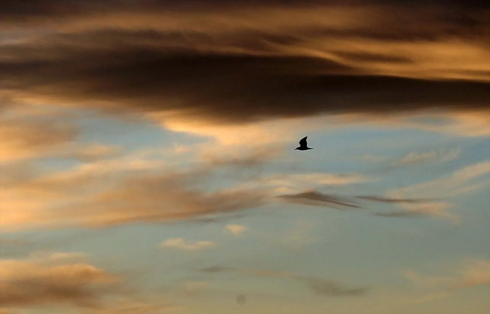 Muş Ovası'ndaki binlerce kuşun göçü kayıt altına alındı
