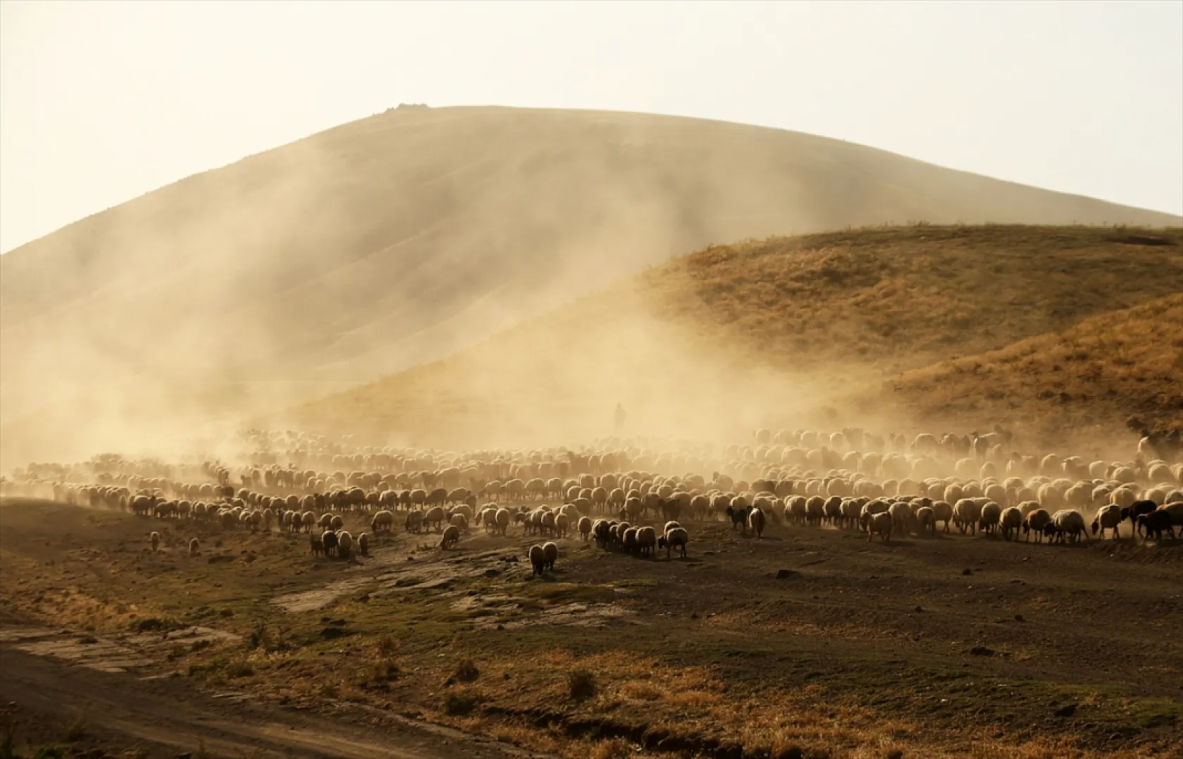 Hayvan sürüleri Nemrut Dağı eteklerinde besleniyor