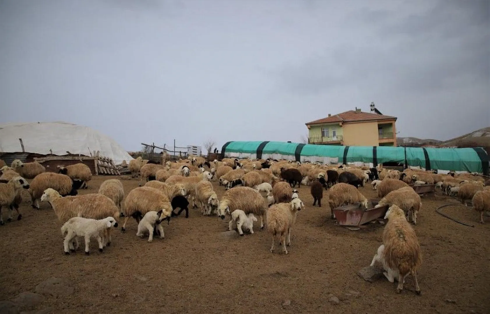 Kuzular anneleriyle buluştular...