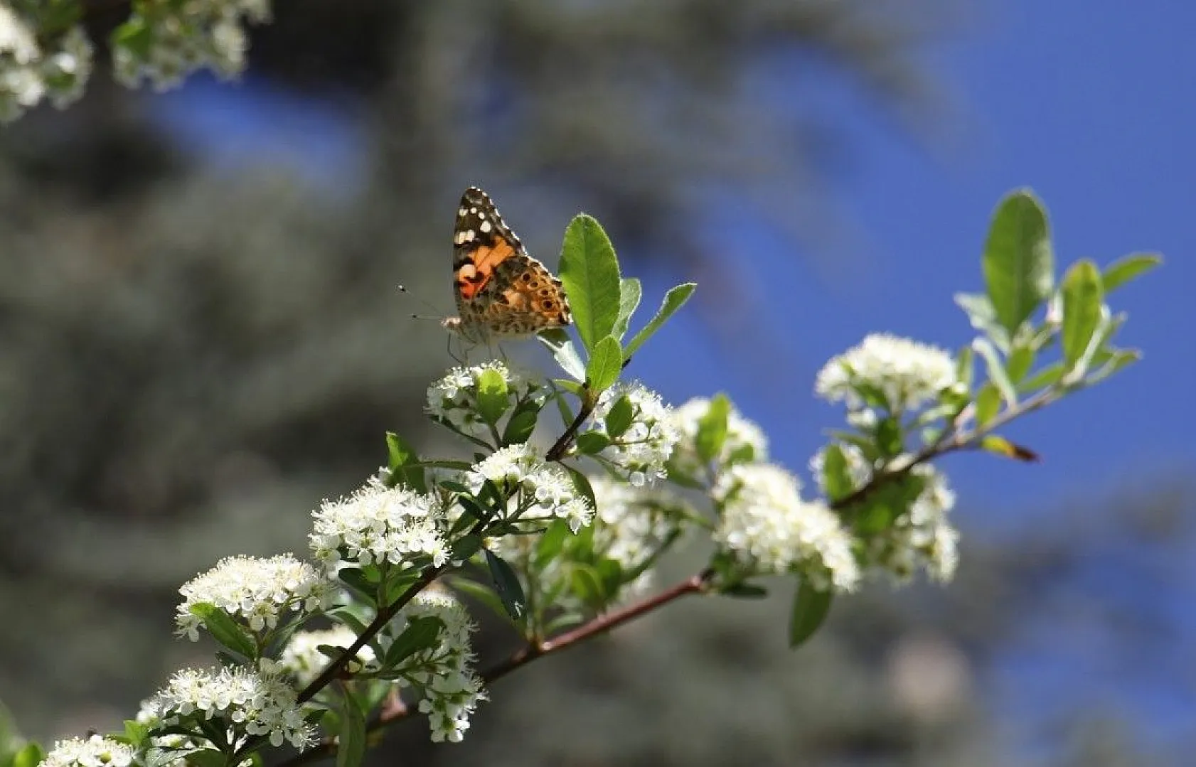 Elazığ'da göç eden kelebeklerden görsel şölen