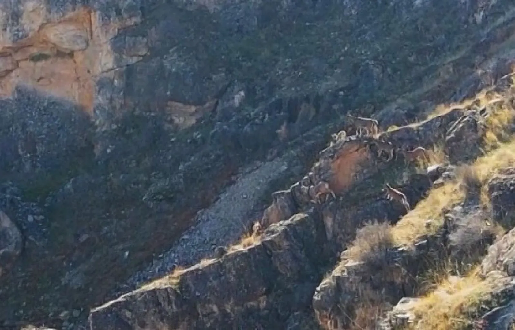 Dağ keçileri dron ile görüntülendi