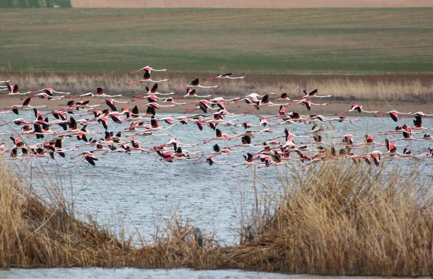 Flamingolar Başkent göletlerindeki yerlerini aldı
