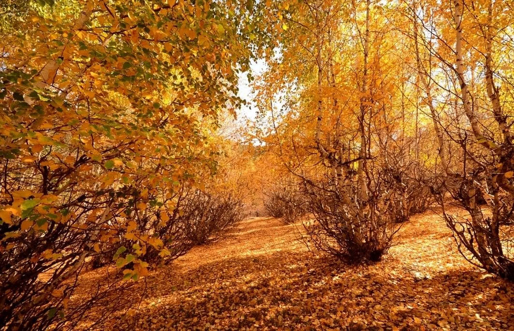 Sarıkamış'ta sonbahar güzelliği