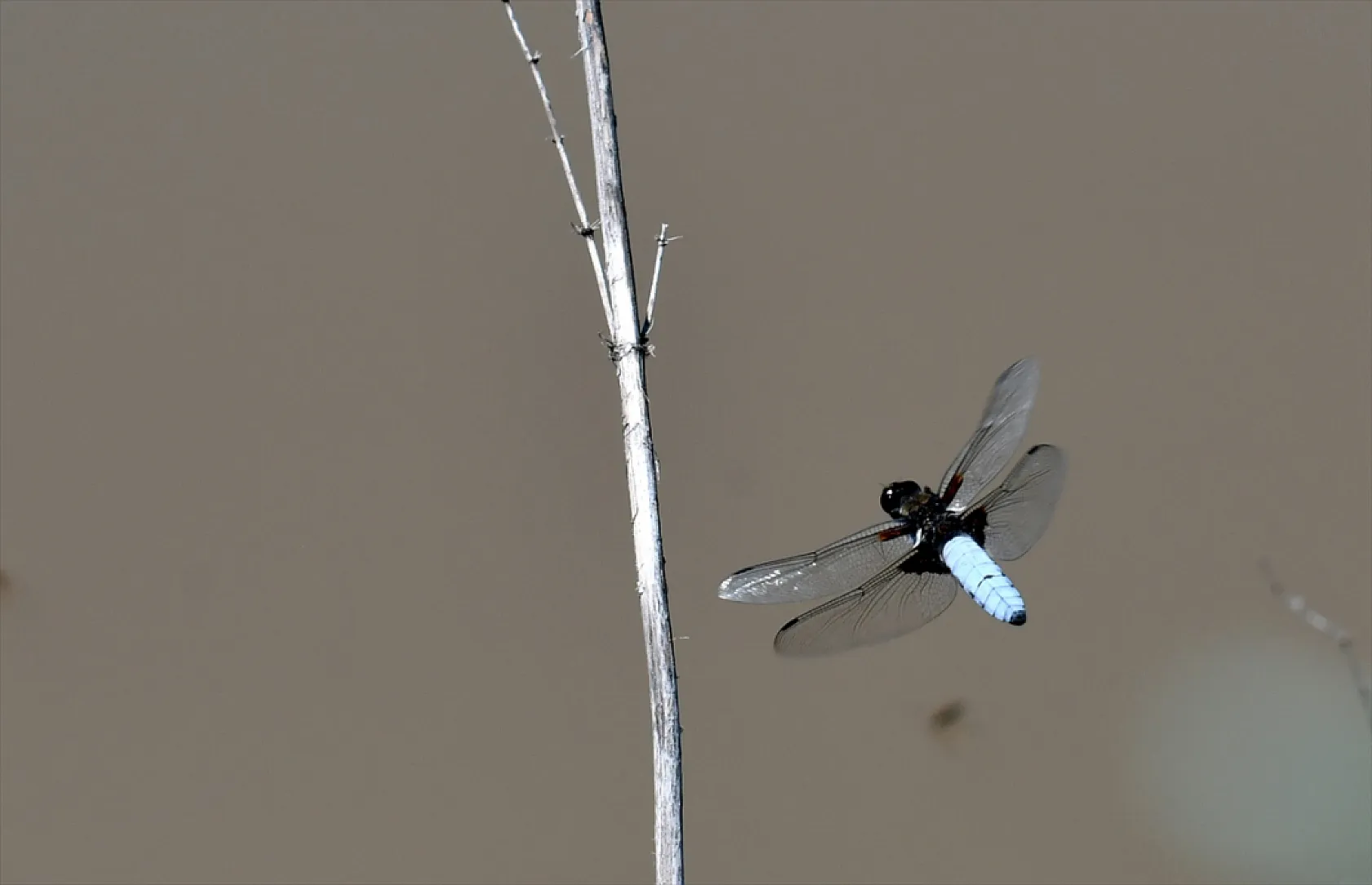 Yusufçuk böcekleri doğaya renk kattı