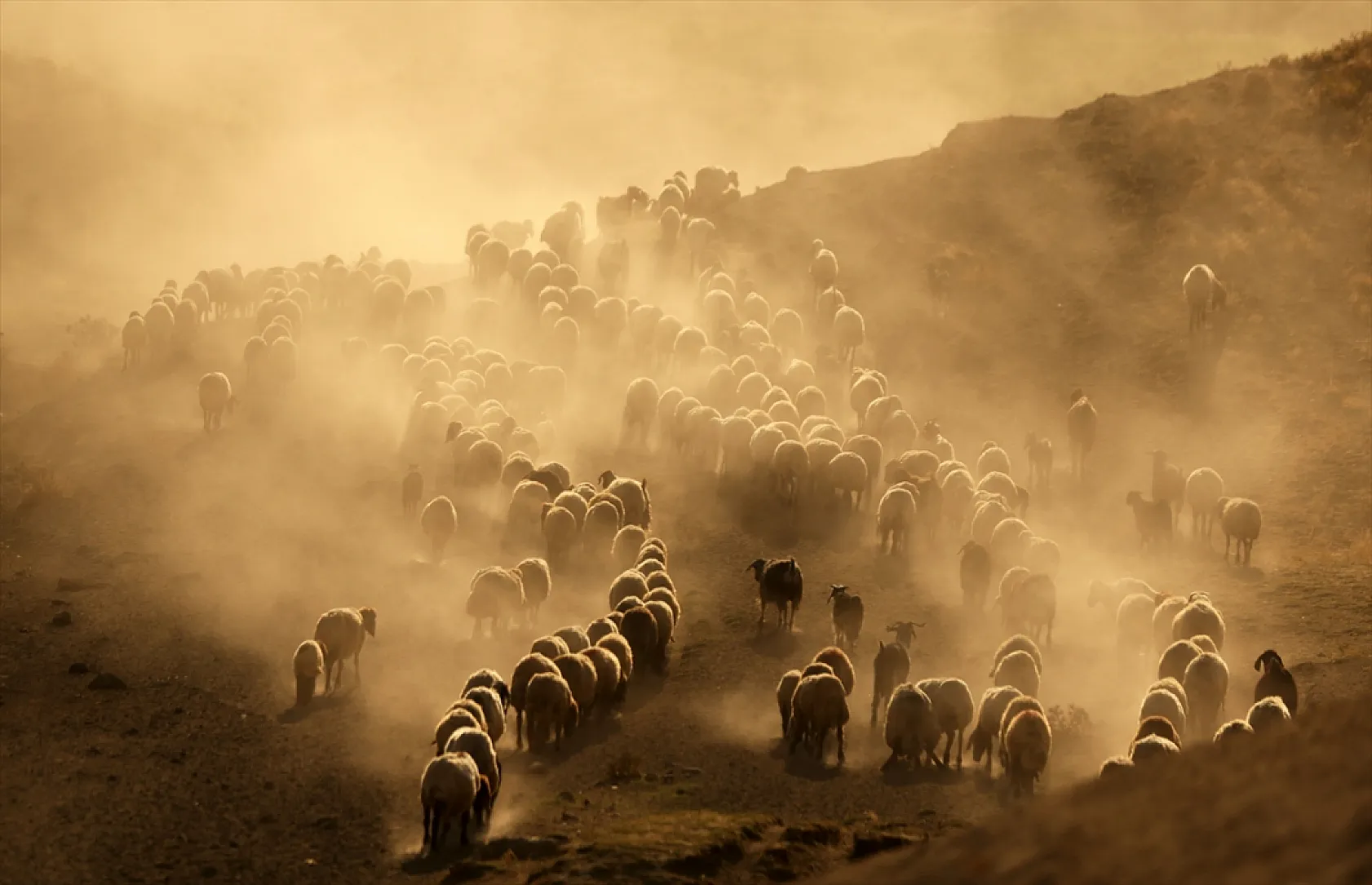 Hayvan sürüleri Nemrut Dağı eteklerinde besleniyor